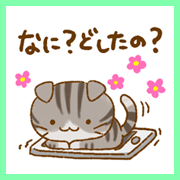 スコティッシュフォールド